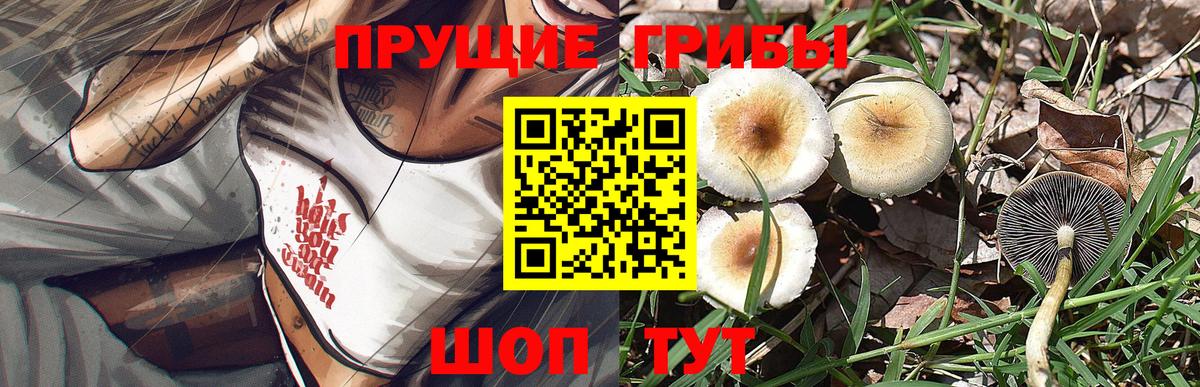 Галлюциногенные грибы Psilocybine cubensis  Дзержинск 